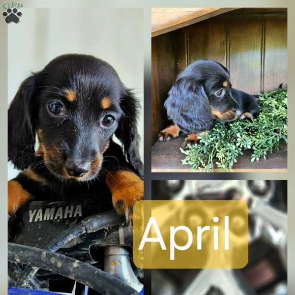 April, Dachshund Puppy